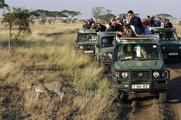 Safari vehicles watching a cheetah on the Serengeti plains