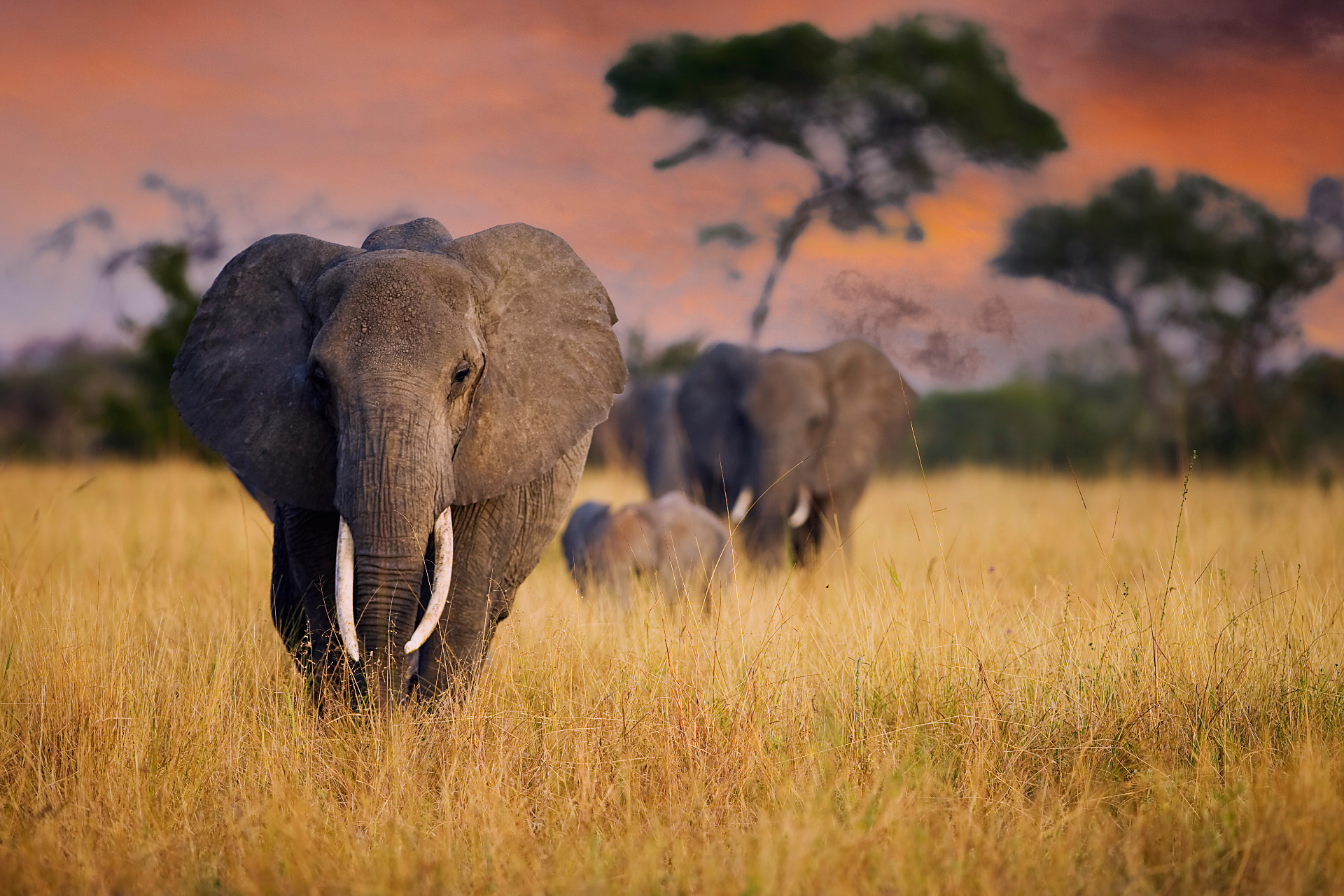 Elephants at sunset in Tarangire National Park