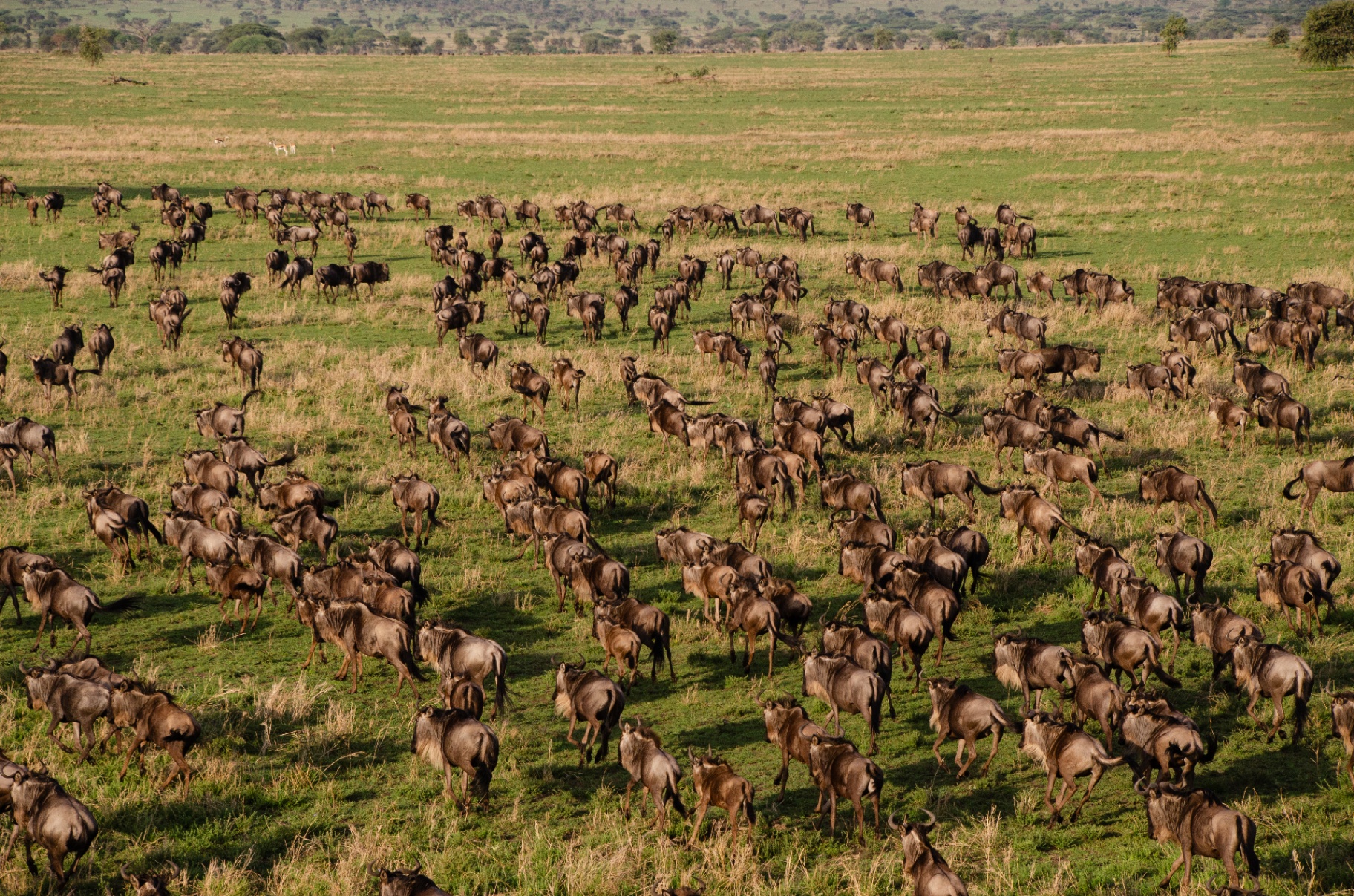 Wildebeest migration crossing the Serengeti plains