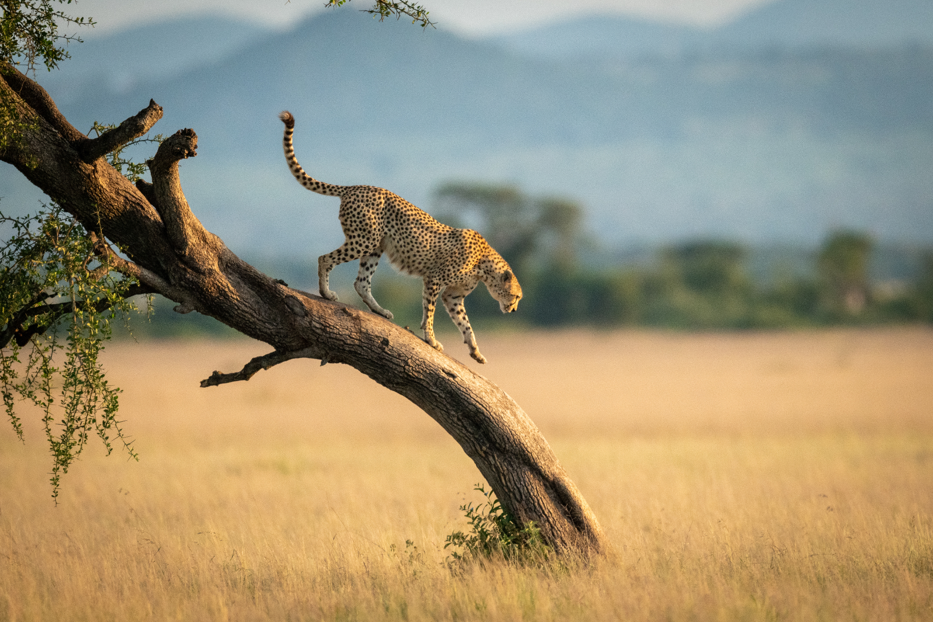 Cheetah on an acacia tree in the Serengeti