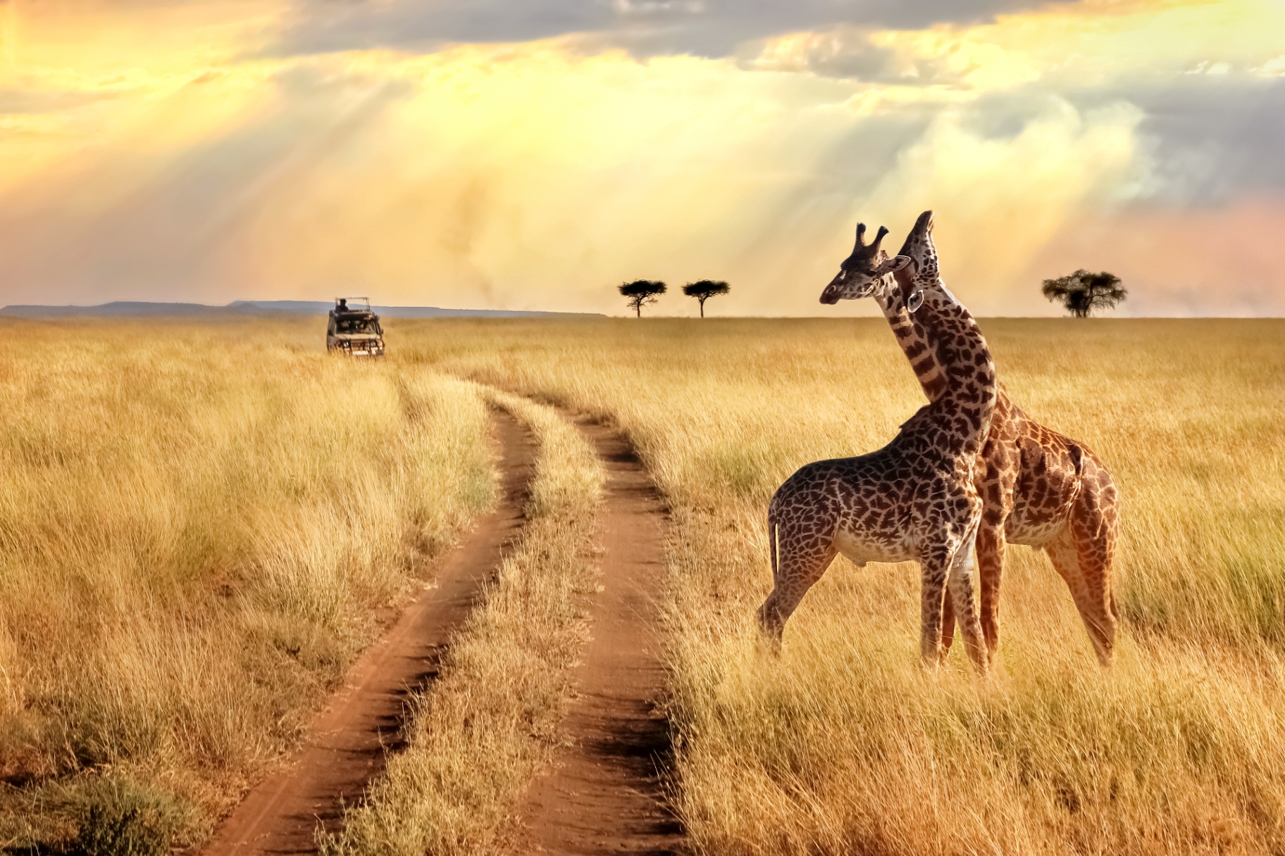 Giraffes on the Serengeti plains with a safari vehicle on the horizon